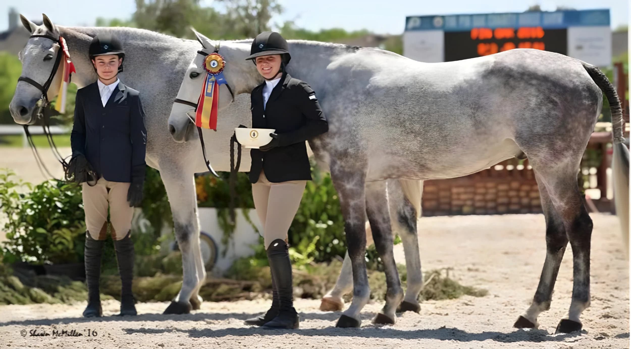 Switch Willo Stables