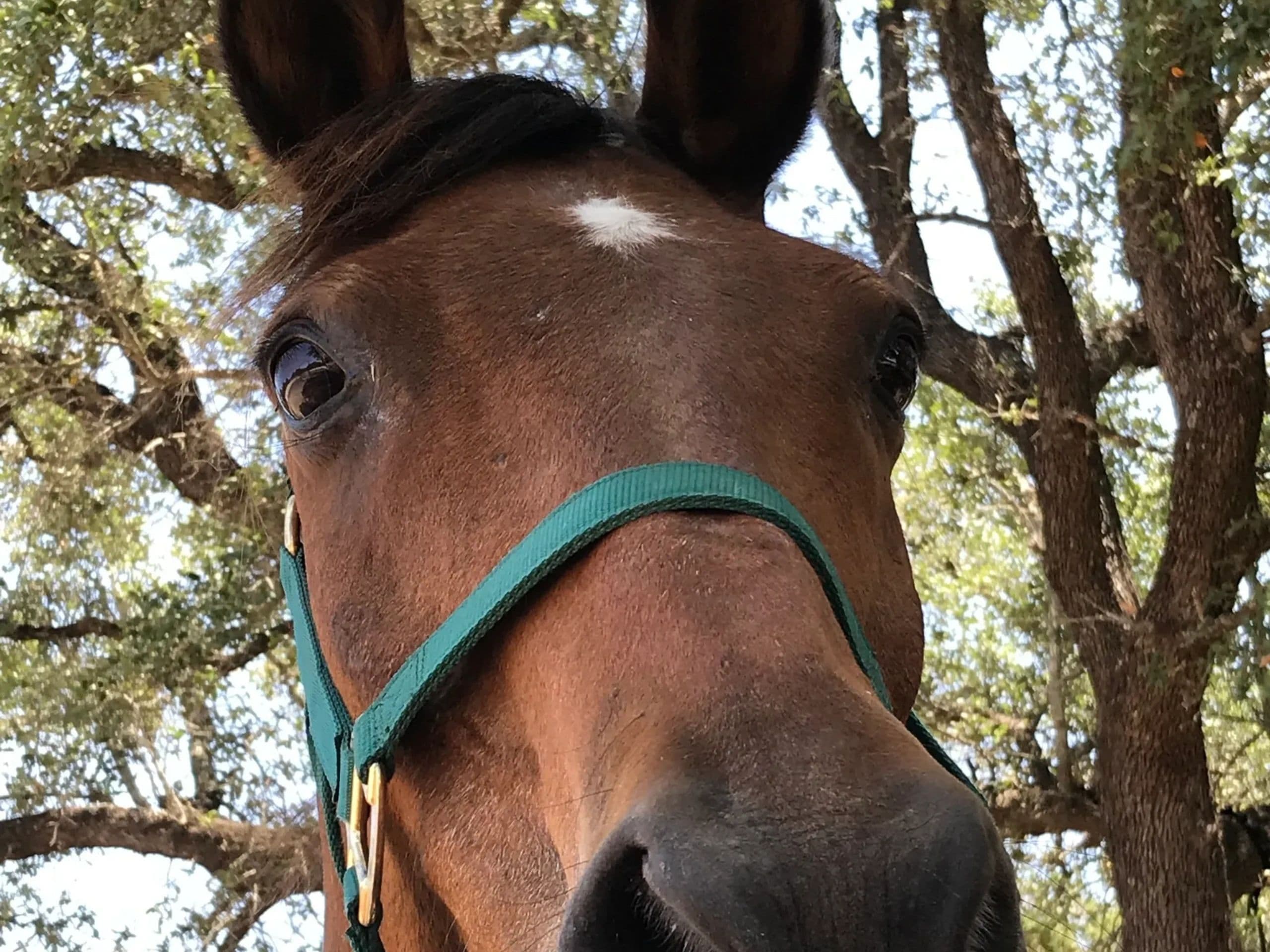 Little Forest Equestrian